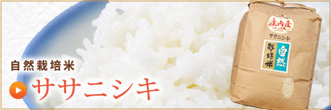 自然栽培米ササニシキ