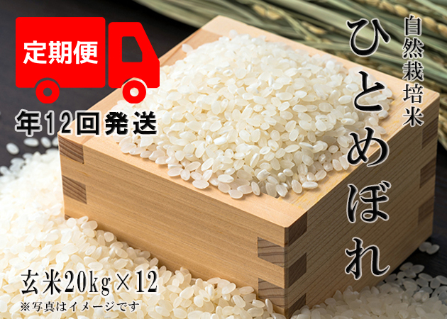 一等米☆桜☆さま定期購入専用～2023新米ひとめぼれ玄米30kg