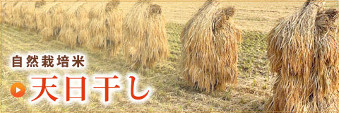 自然栽培米天日干し